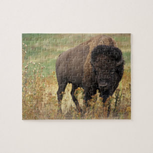 Puzzle Photo de Bison