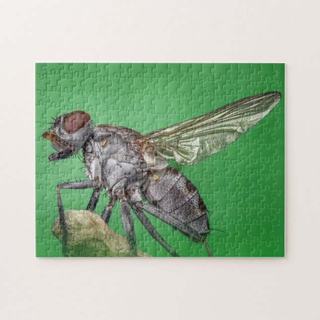 Puzzle photo de gros plan de mouches domestiques (Horizontal)