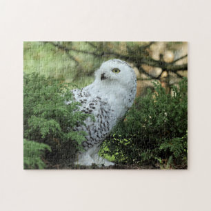 Puzzle Photo de la Chouette blanche de la faune