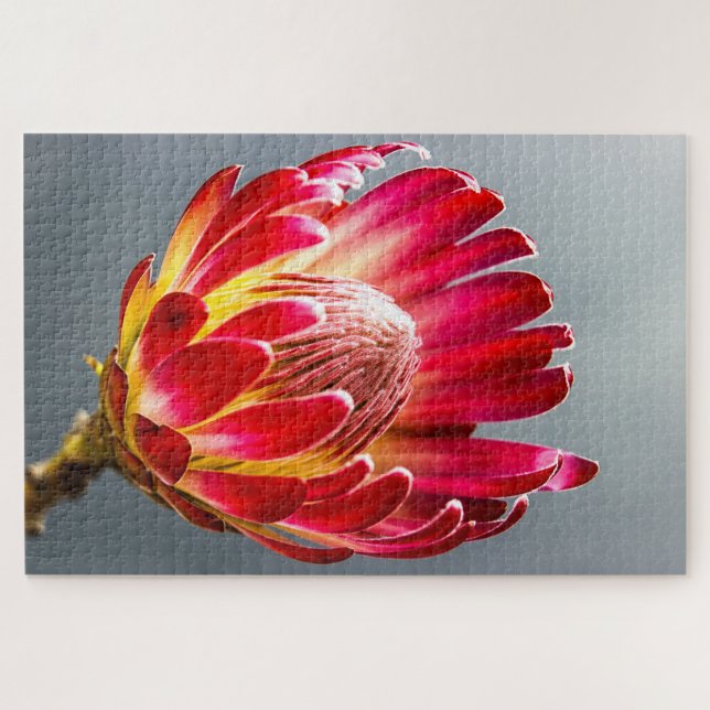 Puzzle Photo de la fleur de Protea (Horizontal)