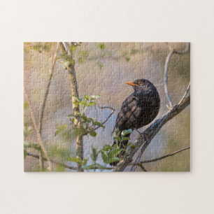 Puzzle Photo de la nature de Blackbird
