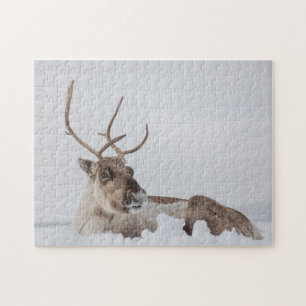 Puzzle Photo de la nature des rennes