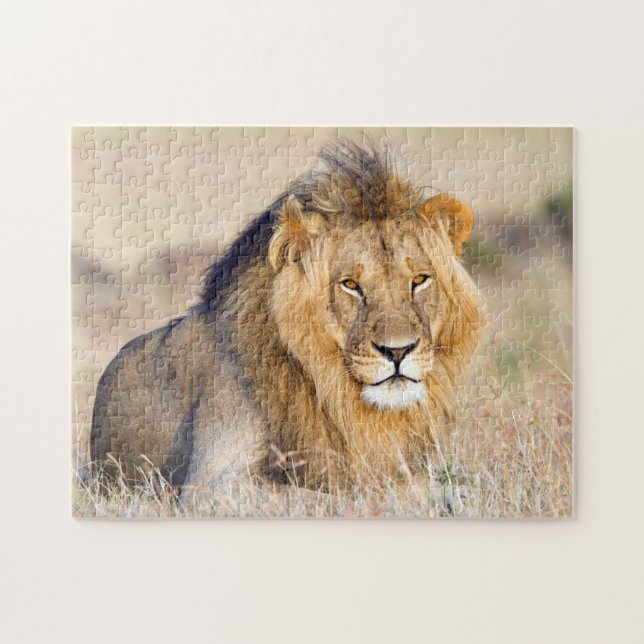 Puzzle Photo de lion majestueuse (Horizontal)