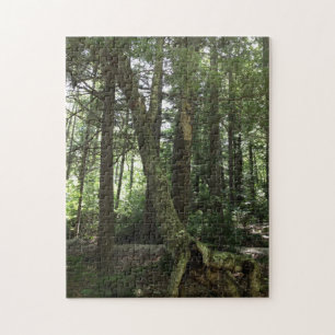 Puzzle photo de randonnée en forêt à assembler