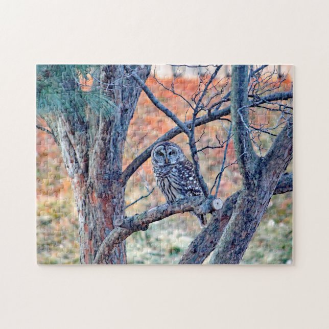 Puzzle Photo de Wildlife Barred Owl Tree (Horizontal)