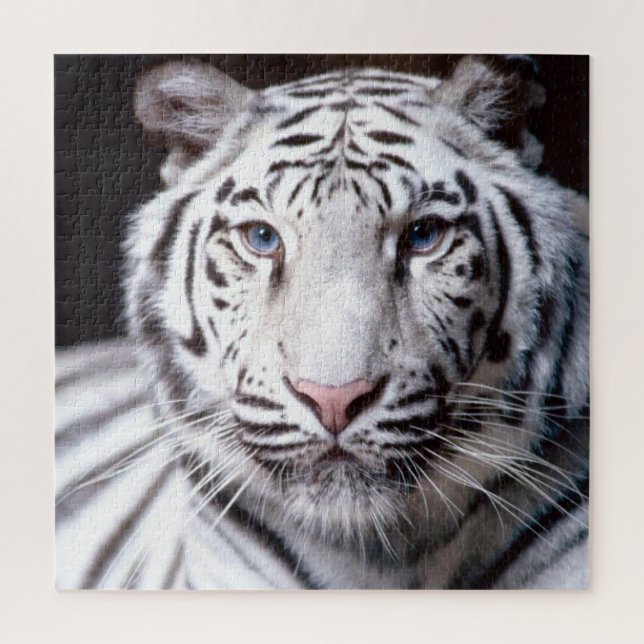 Puzzle Photo du visage du tigre du Bengale blanc (Vertical)
