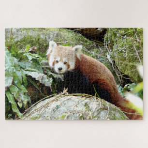 puzzle Photo panda rouge, animaux 0523.