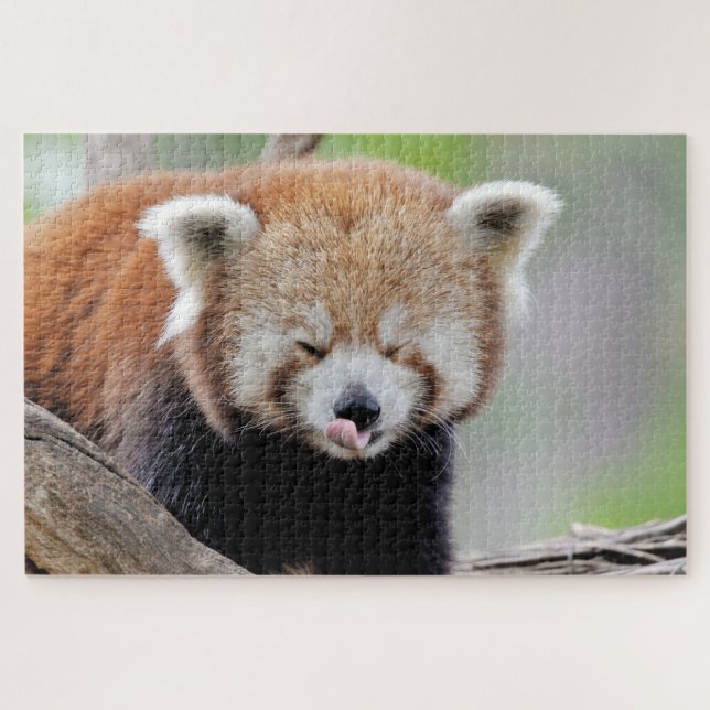 puzzle Photo panda rouge, animaux 0527. (Horizontal)