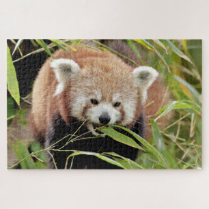 puzzle Photo panda rouge, animaux 0529.