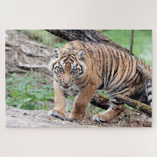 Puzzle Photo tiger, animaux 0310. (Horizontal)