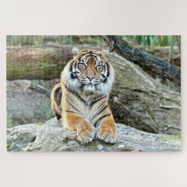 Puzzle Photo tiger, animaux 0313. (Horizontal)