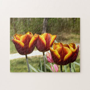 Puzzle photo Tulipes rouges et jaunes