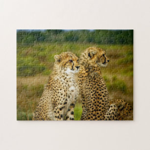 Puzzle Photo Wildlife Cheetah