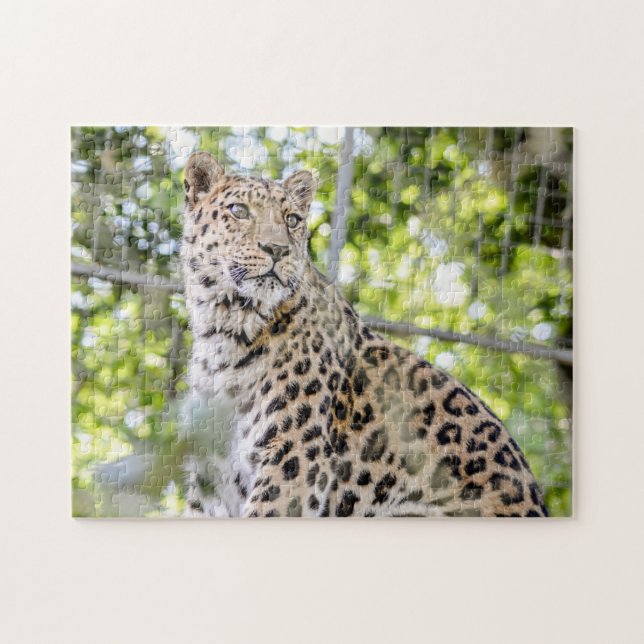 Puzzle Photographie Belle Amur Leopard Green (Horizontal)