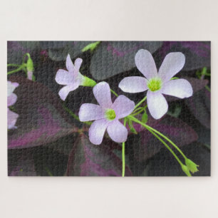Puzzle Photographie de fond des fleurs de Plante Shamrock