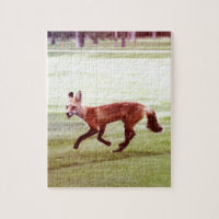 photographie de renard rouge en train de courir