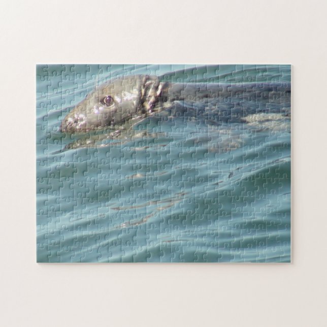 Puzzle Photographie du phoque de la morue du cap Cute (Horizontal)