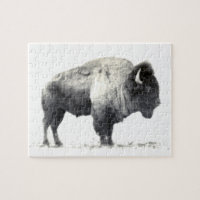 Photographie historique du bison américain