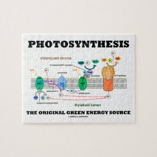 Puzzle Photosynthèse la source d'énergie verte original
