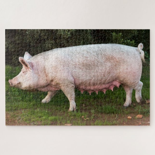 Puzzle Pig Teats Drôle Photo (Horizontal)