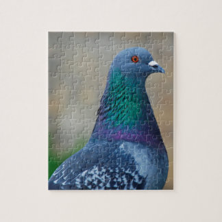 Puzzle Pigeon