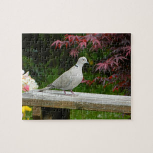 Puzzle Pigeon