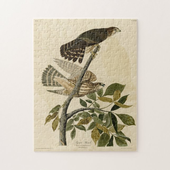 Puzzle Pigeon Hawk (Merlin) - Audubon's Birds of America (Vertical)