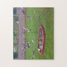 Pigeons Atterrissage Décollage Oiseaux Alimentatio