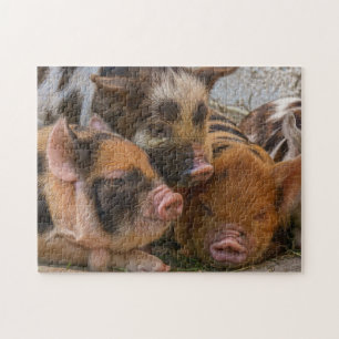 Puzzle Piglets KuneKune