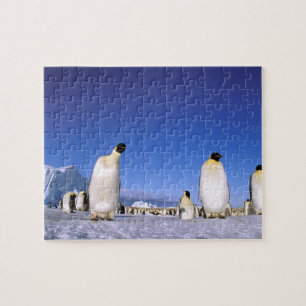 Puzzle Pingouin Antarctique, péninsule Antarctique