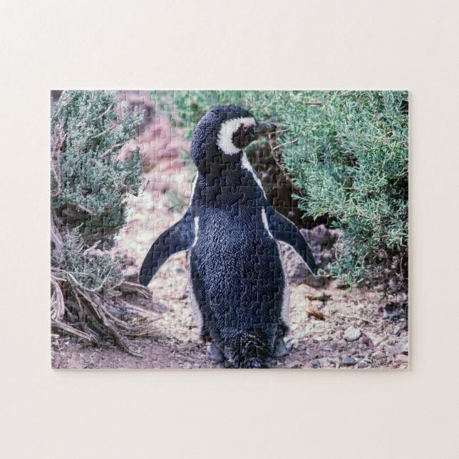 Puzzle Pingouin magélique dans la péninsule Valdes - Arge (Horizontal)