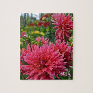 Puzzle Pink dahlia flower garden