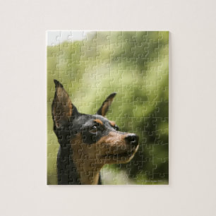 Puzzle Pinscher miniature (Minute-Pin) 2