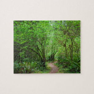 Puzzle Piste dans la forêt de Redwood