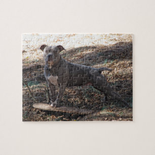 Puzzle Pitbull avec le casse-tête