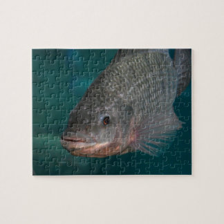 Puzzle Plan rapproché de Tilapia