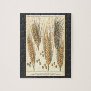 Puzzle Plante de blé résistante à la sécheresse, agricult