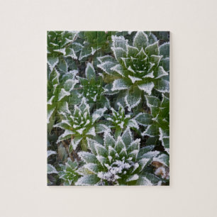 Puzzle plante grasse Hen & Chicks avec gelée au petit mat