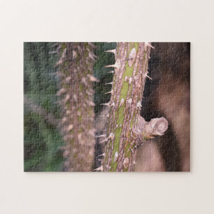 Puzzle Plante Stem Thorns Nature Park Photographie