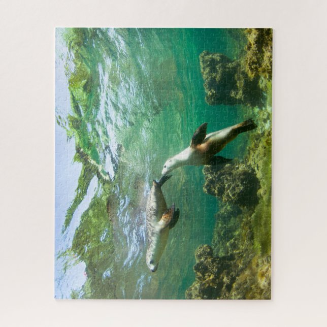 Puzzle Playful Sea Lions (Vertikal)