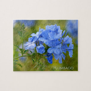 Puzzle Plumbago - Fleurs d'été bleues Photographie floral