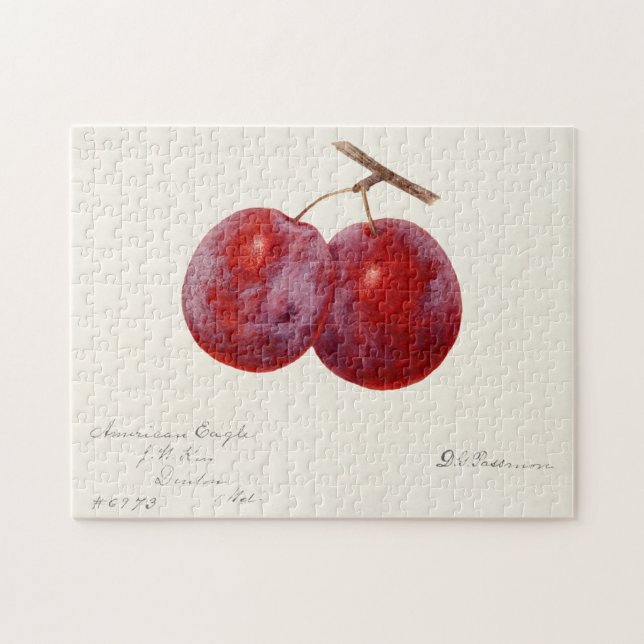 Puzzle Plums (Prunus Domestica) Peinture à l'aquarelle au (Horizontal)