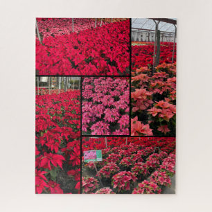 Puzzle Poinsettias de Noël difficiles 500 pièces