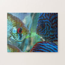 Poisson-ange vs Poisson-Disque Gardien Aquarium