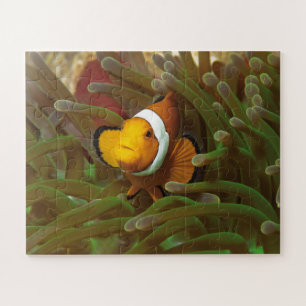 Puzzle Poisson clown dans l'anémone verte. Récif corallie