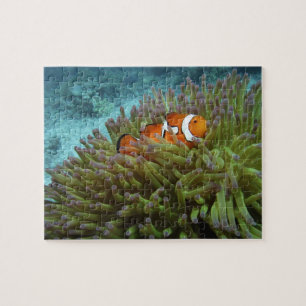 Puzzle Poisson-clown occidental (Amphiprion ocellaris)