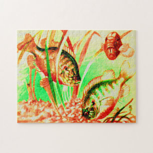 Puzzle poisson d'eau douce