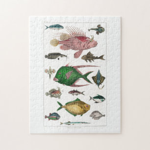 Puzzle poisson, océan, mignonne, mer, eau, animal, pêche