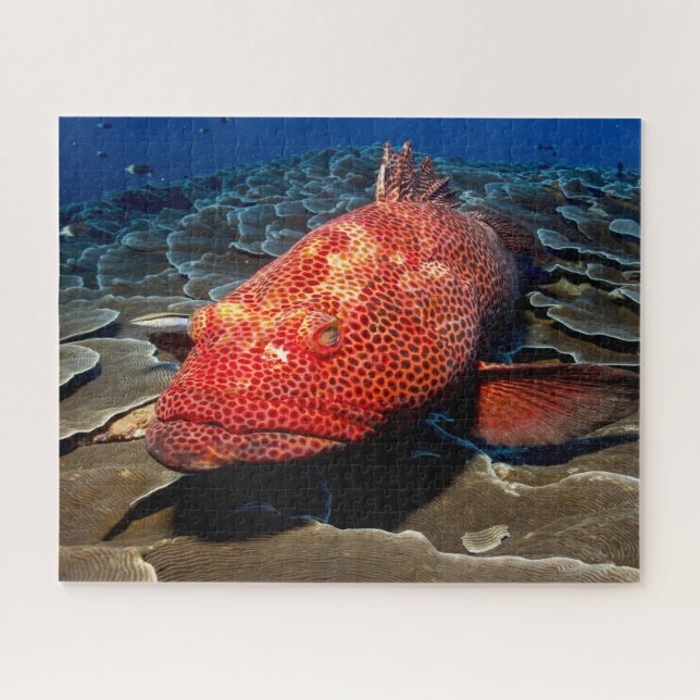Puzzle Poisson tropical (Horizontal)