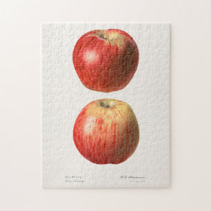 Puzzle Pommes (Malus Domestica) Peinture à l'aquarelle au